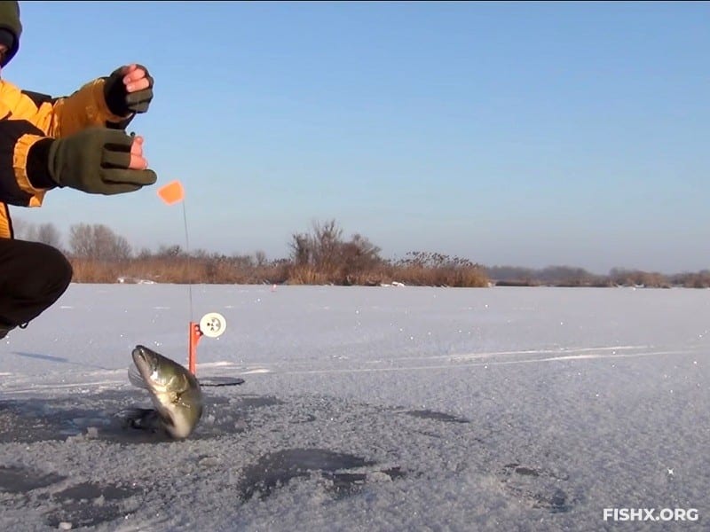 Как ловить судака зимой на жерлицы - Все нюансы