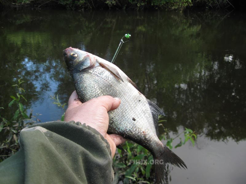 рыбалка на узкой речке