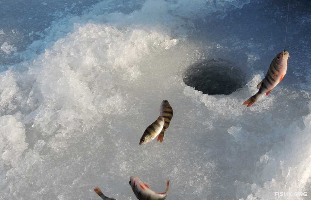 Ловля окуня зимой на озере