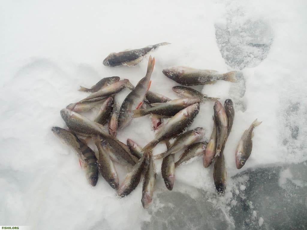 Улов на зимней рыбалке